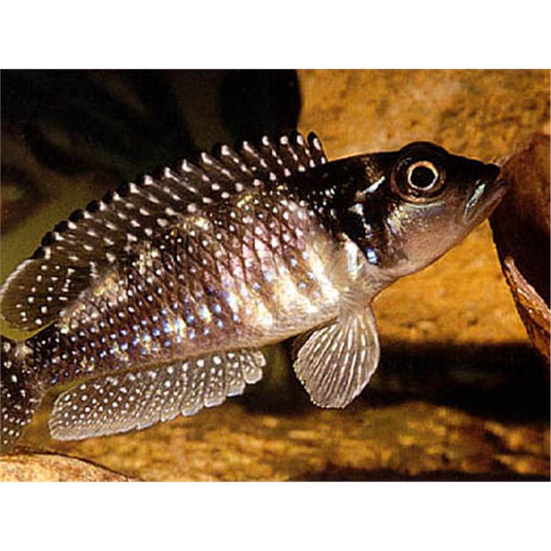 Lamprologus meleagris - imagine 5